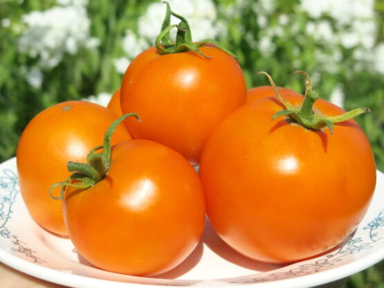2018г. Семена томата Сосед оранжевый