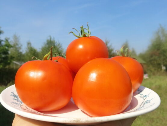 Семена томата Сосед оранжевый