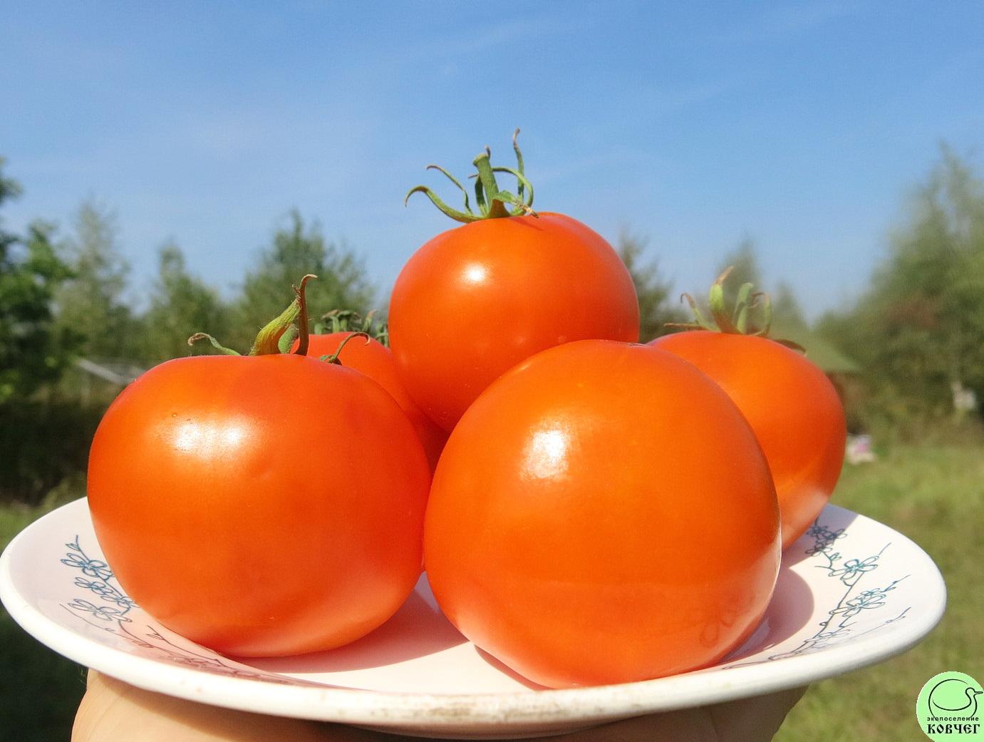 46 Сосед оранжевый (6) 2024г. Семена томата Сосед оранжевый