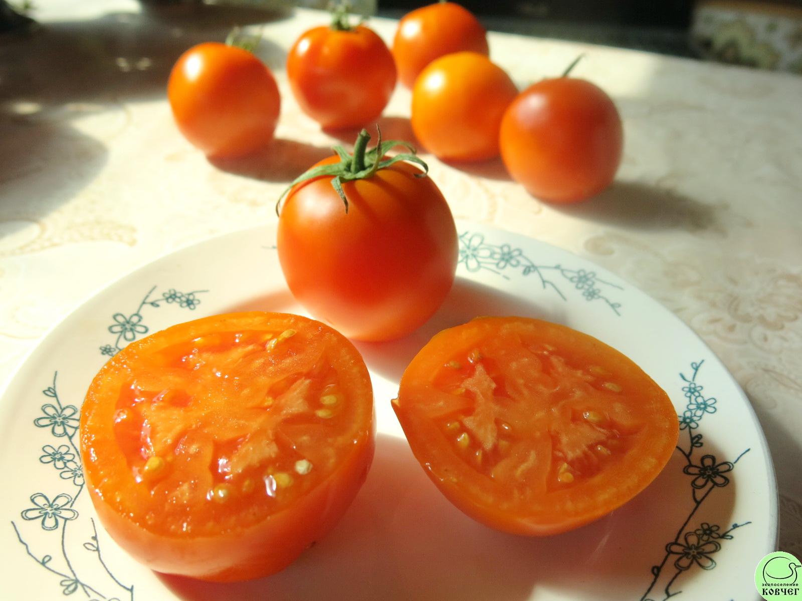 46 Сосед оранжевый (8) 2024г. Семена томата Сосед оранжевый