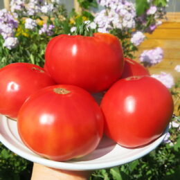 2018г. Семена томата Белорусский розовый