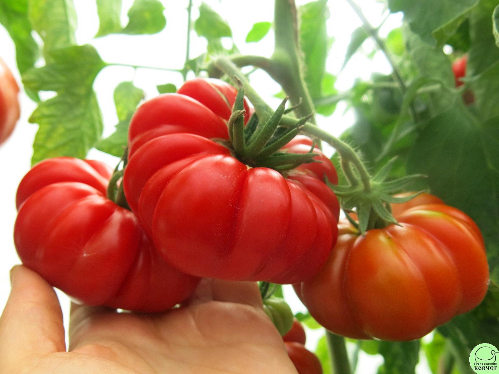 8 Демидовский (8) 2023г. Семена томата Демидовский