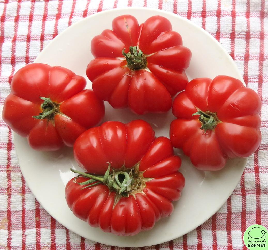 8 Демидовский 2023г. Семена томата Демидовский