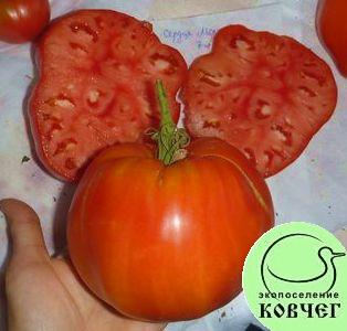 Семена томата Сердце Мордовии
