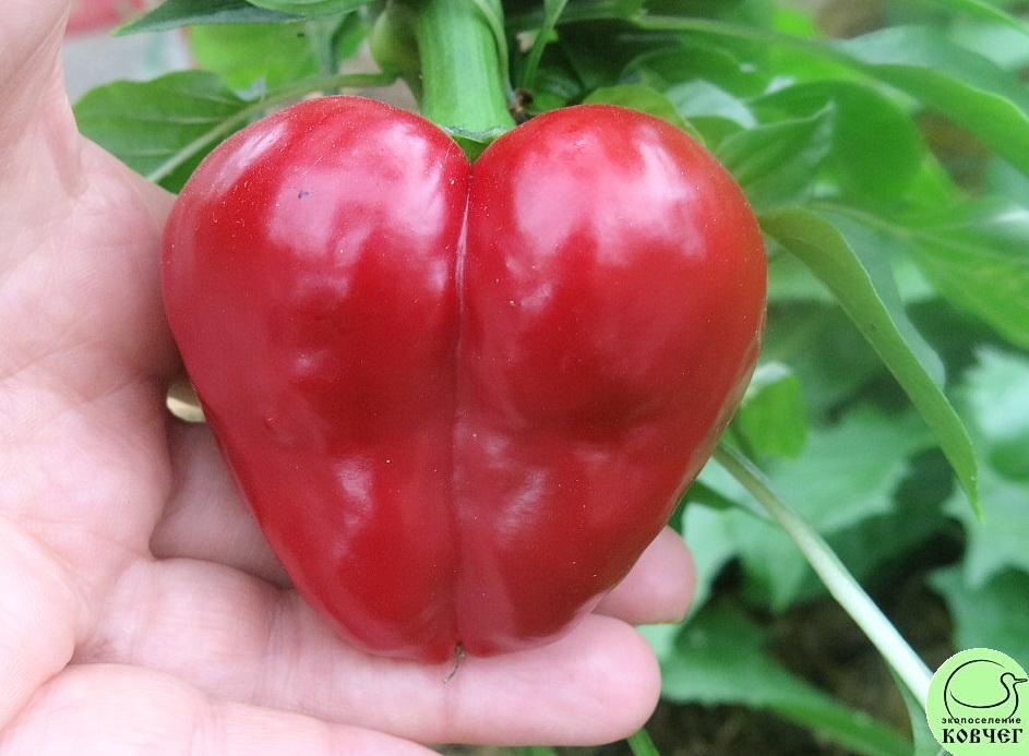 Перец Малиновое сердце купить семена сладкого перца GL Seeds в Украине