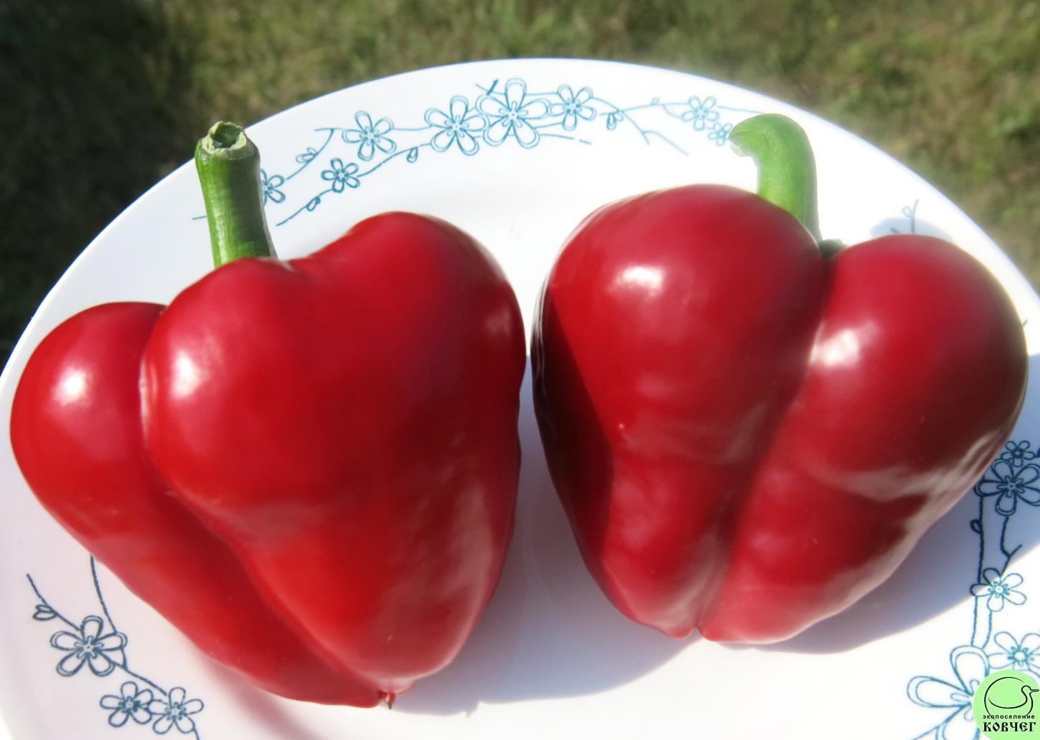 Перец сердце любимого фото Перец сердце любимого фото