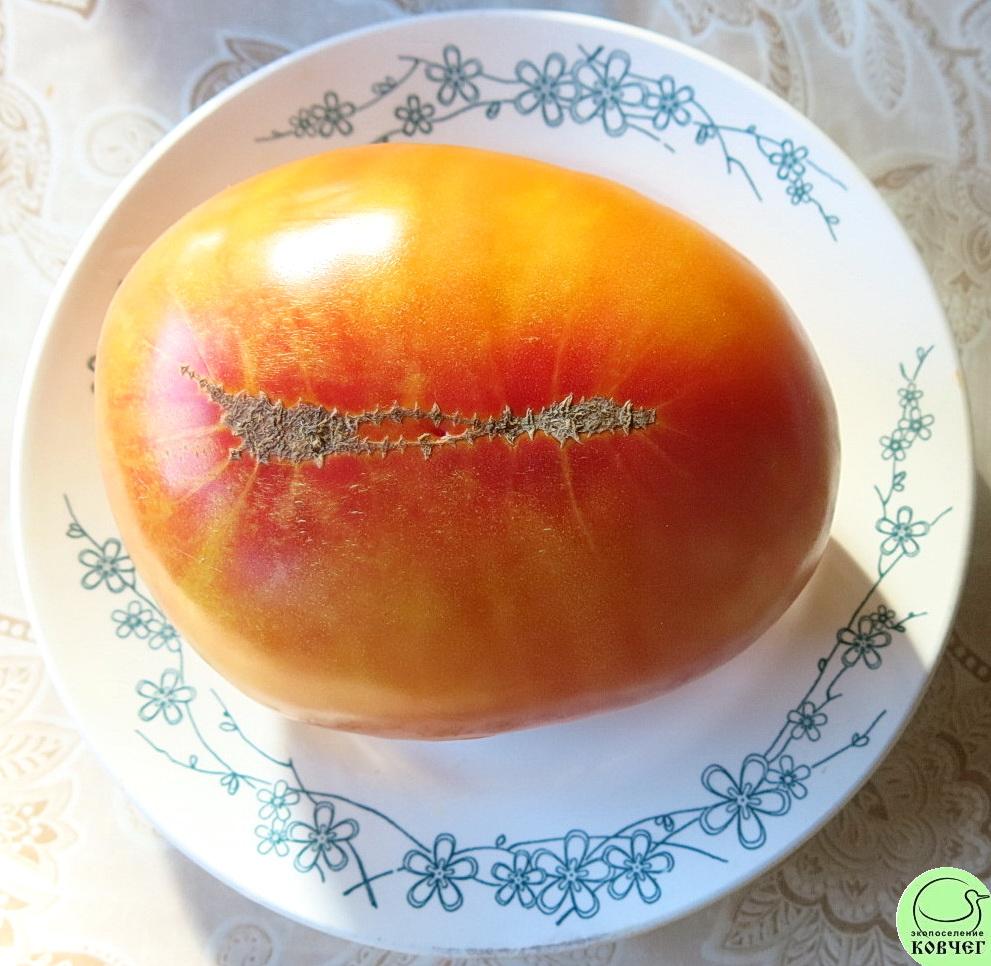 11 Загадка природы (3) 2023г. Семена томата Загадка природы