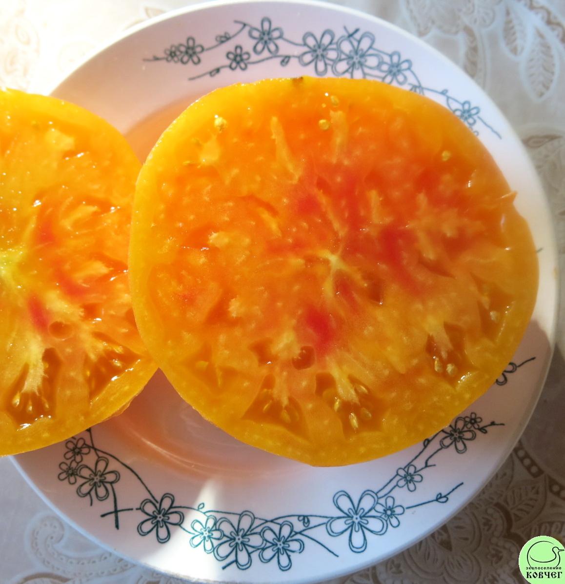 11 Загадка природы (9) 2023г. Семена томата Загадка природы