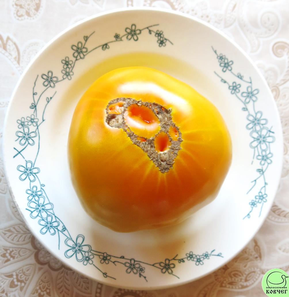 13 Золотой век (2) 2018г. Семена томата Золотой Век