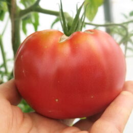 2018г. Семена томата Красный крупный