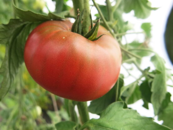 Семена томата Кубинский черноплодный