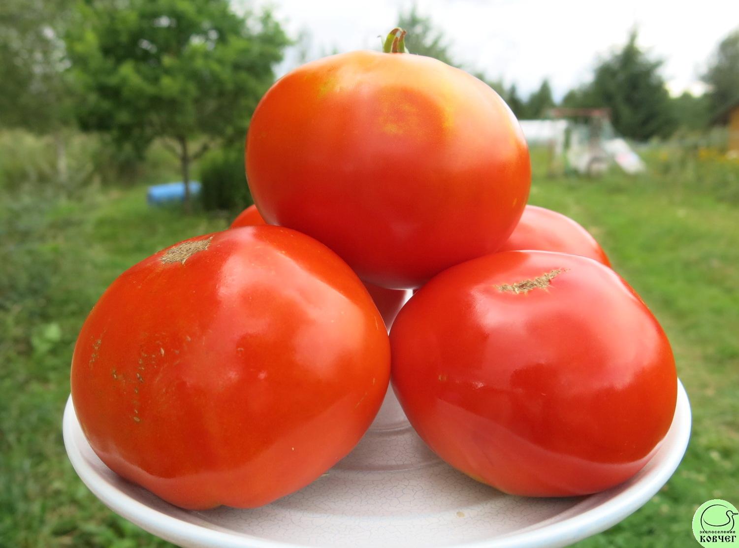 21 Немецкий гигант (13) 2018г. Семена томата Немецкий гигант