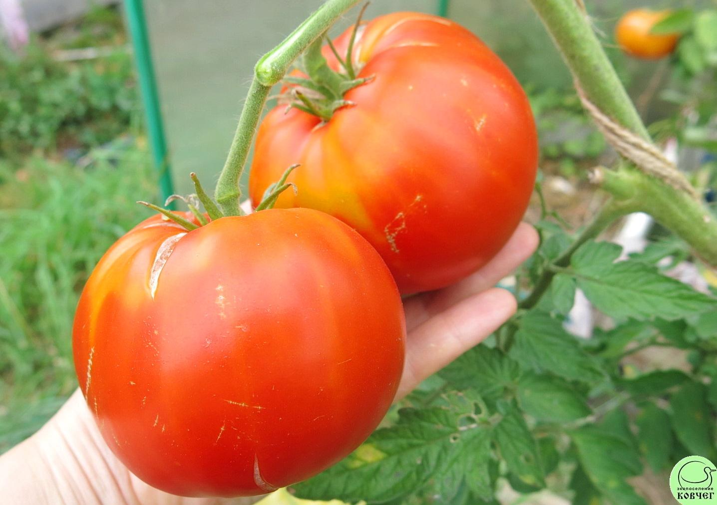 21 Немецкий гигант (29) 2018г. Семена томата Немецкий гигант