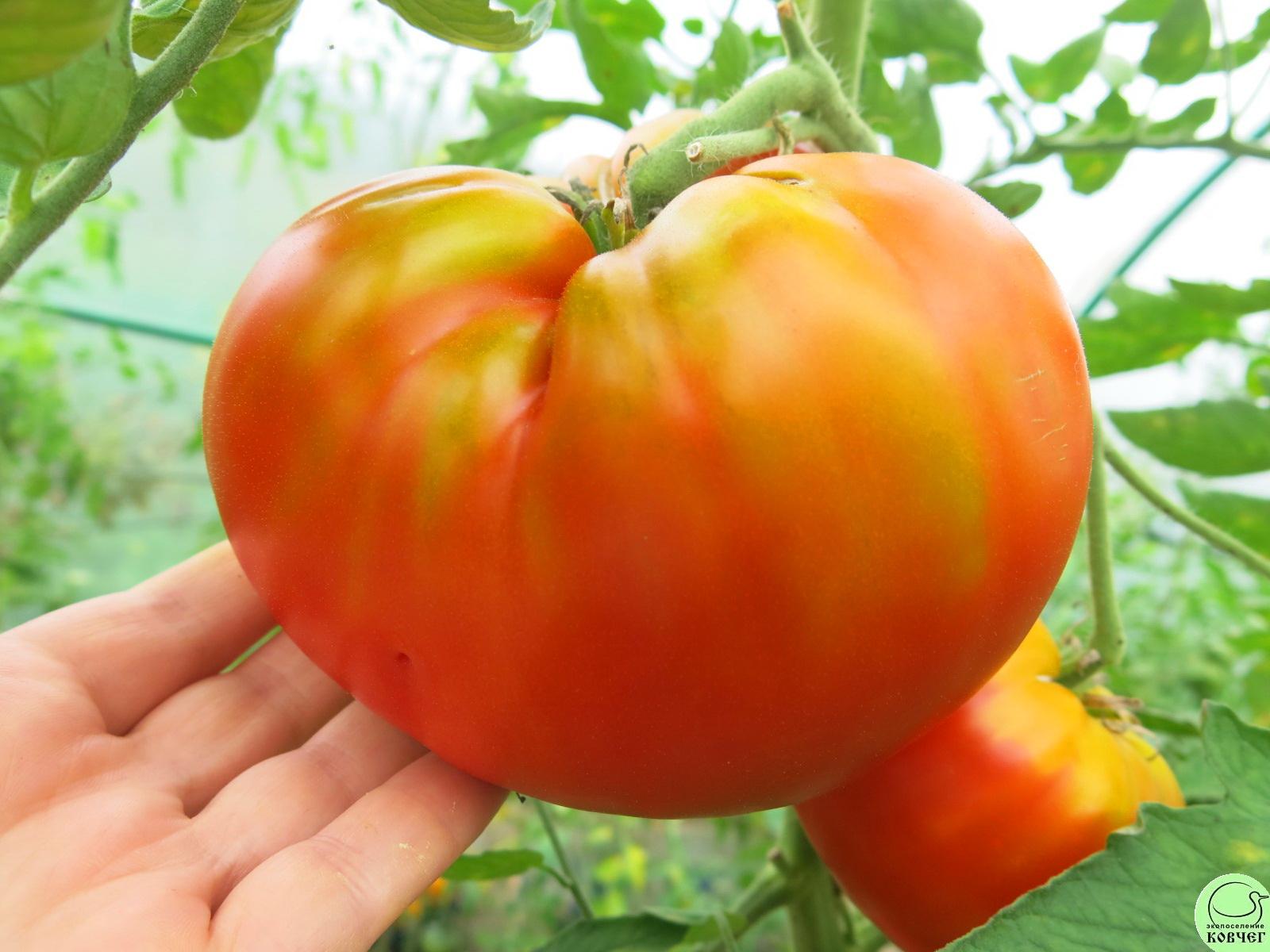 27 33 богатыря из Беларуси (10) 2018г. Семена томата 33 богатыря