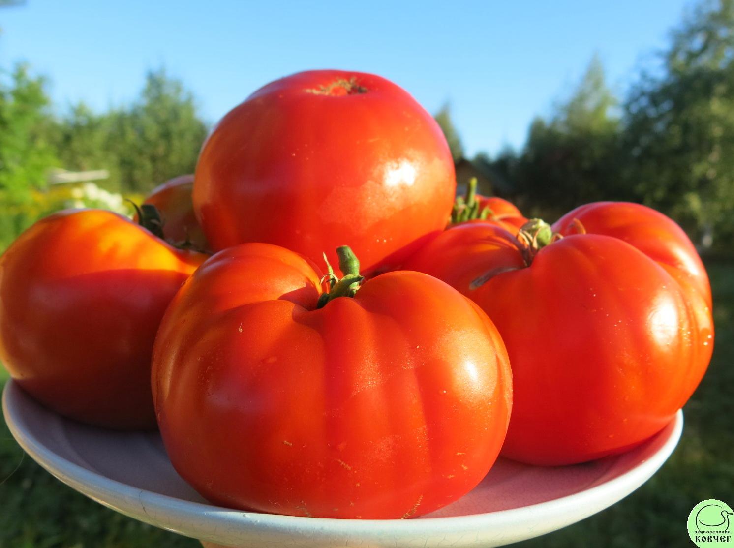 27 33 богатыря из Беларуси (17) 2018г. Семена томата 33 богатыря