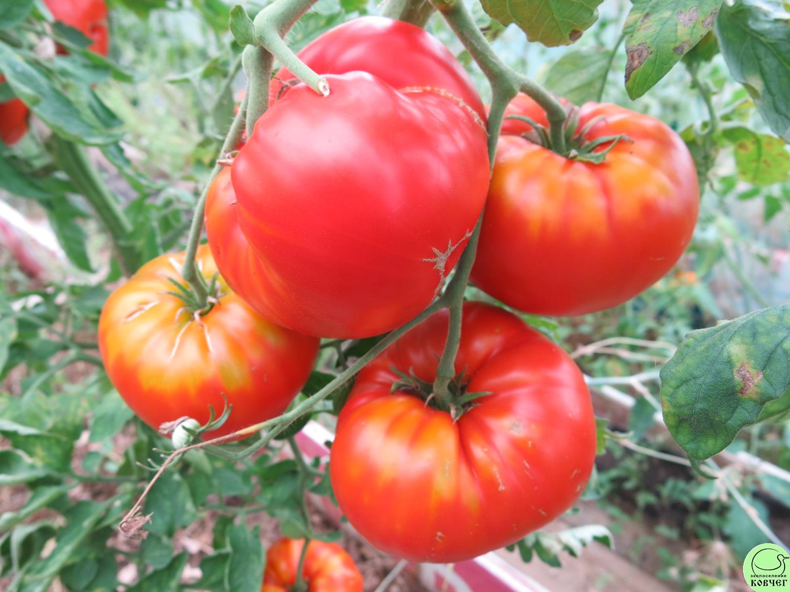 27 33 богатыря из Беларуси (8) 2018г. Семена томата 33 богатыря