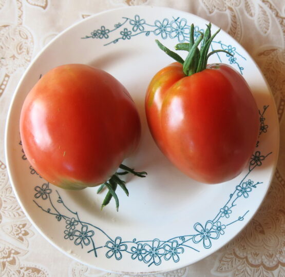 Семена томата Бычье сердце старый (из Беларуси)