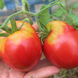Семена томата Бычье сердце старый (из Беларуси)