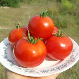 Семена томата Грунтовый-1
