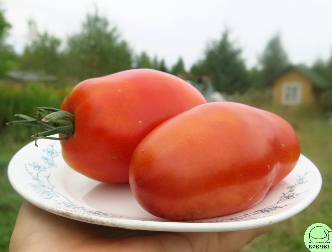 37 Королевский пингвин (2) 2025г. Семена томата Королевский пингвин