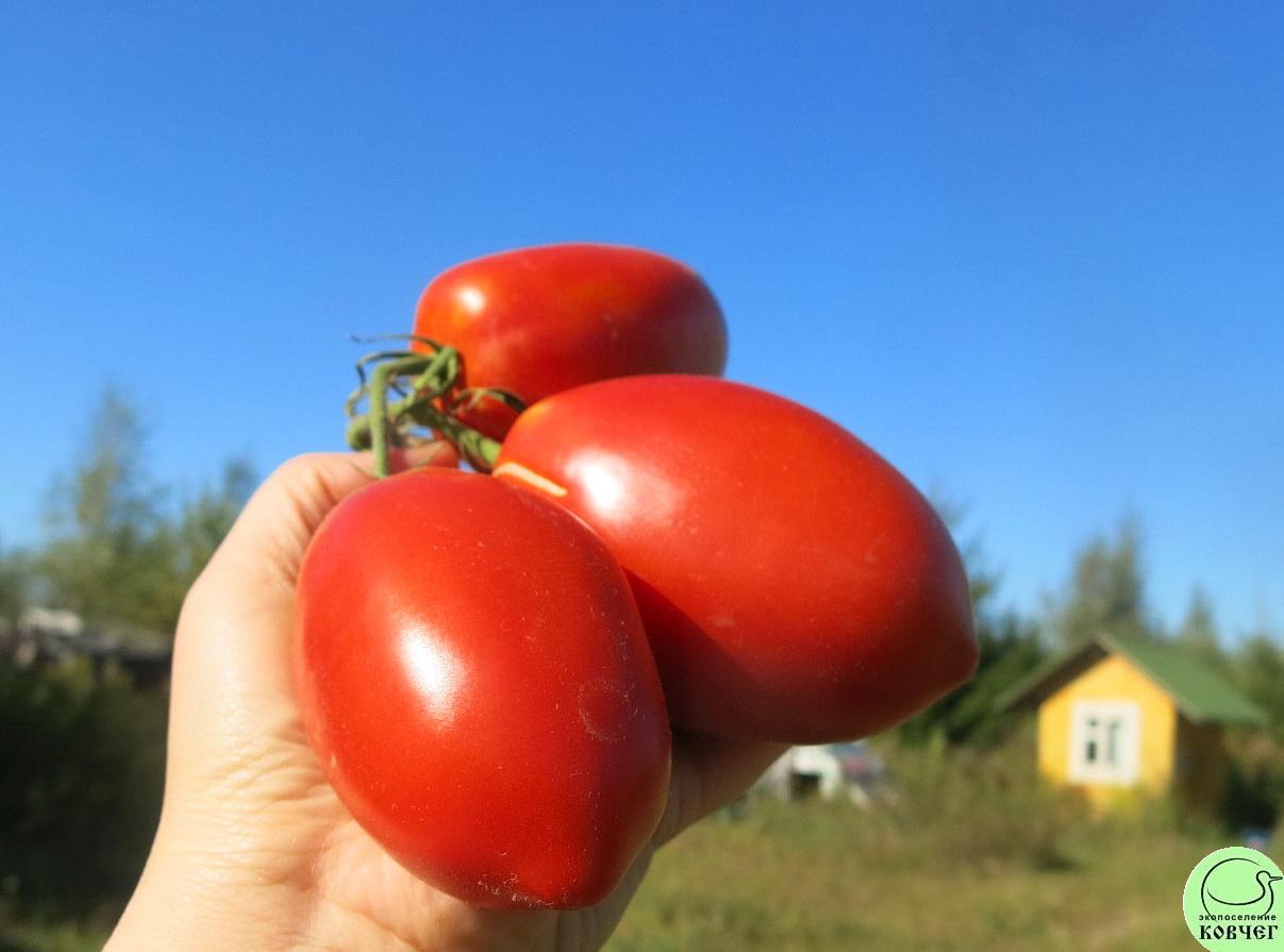 37 Королевский пингвин (8) 2025г. Семена томата Королевский пингвин