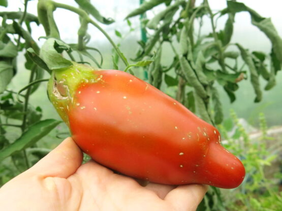 Семена томата Кубинский перцевидный чёрный