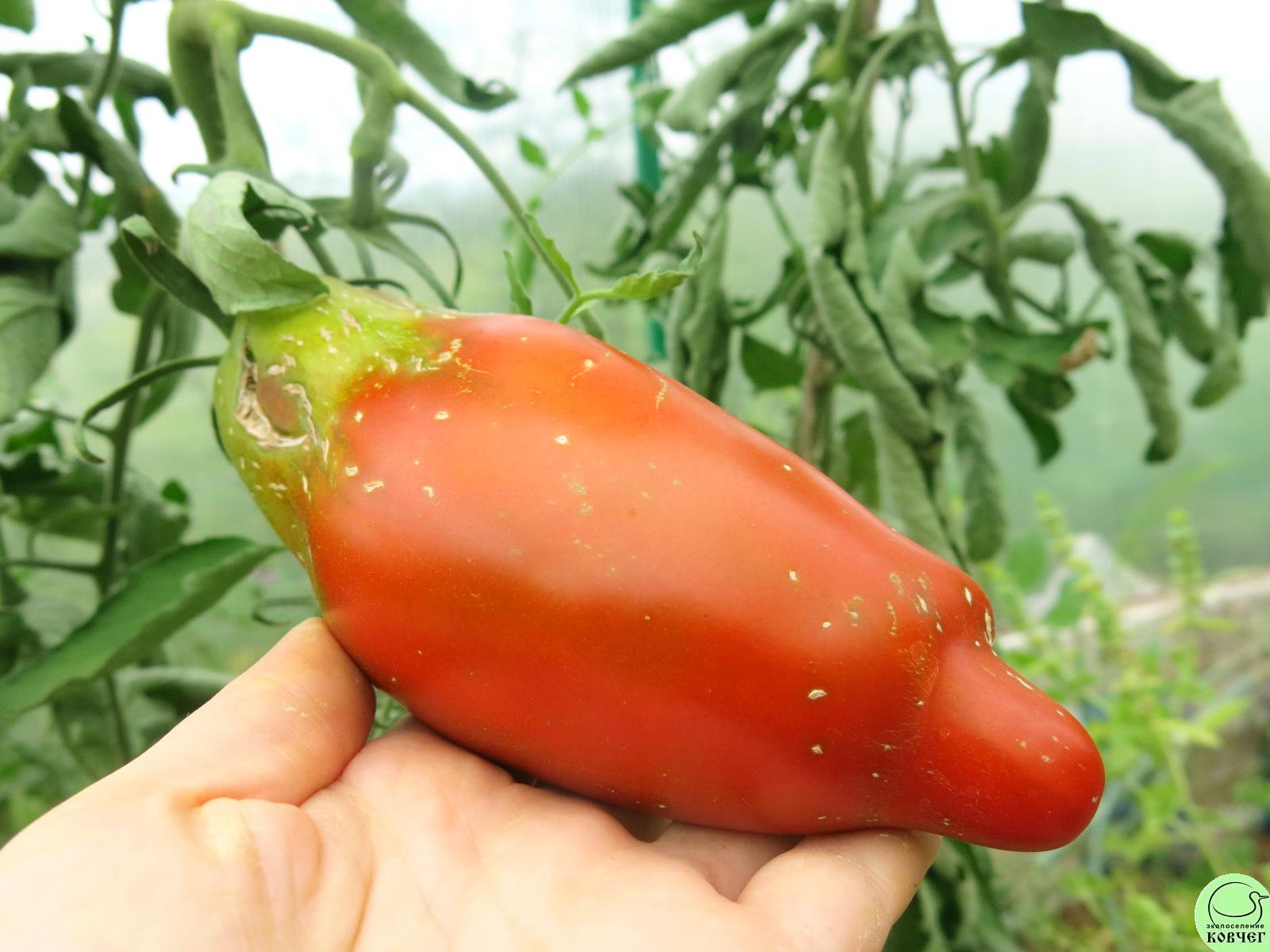 38 Кубинский перцевидный чёрный (3) 2018г. Семена томата Кубинский перцевидный чёрный