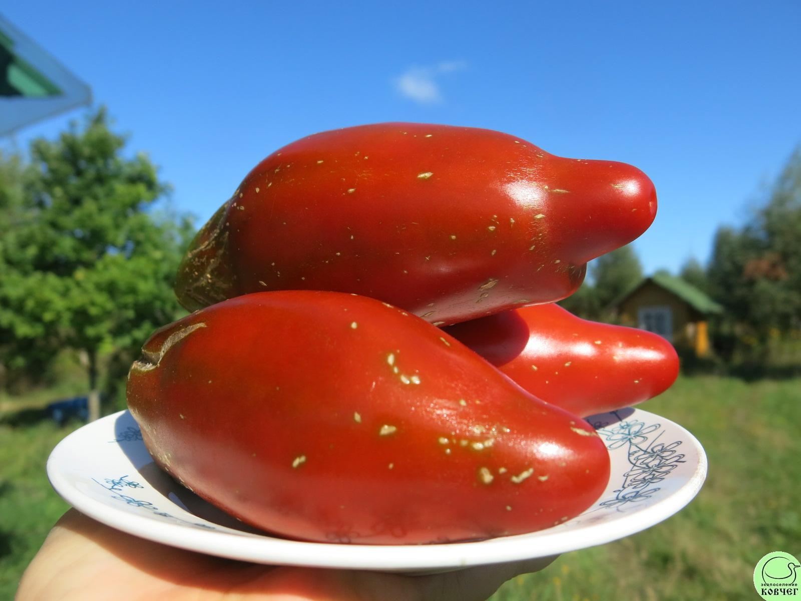 38 Кубинский перцевидный чёрный (5) 2018г. Семена томата Кубинский перцевидный чёрный