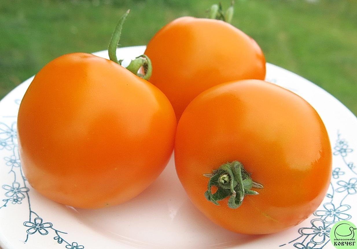 41 Оранжевое чудо (13) 2024г. Семена томата Оранжевое чудо