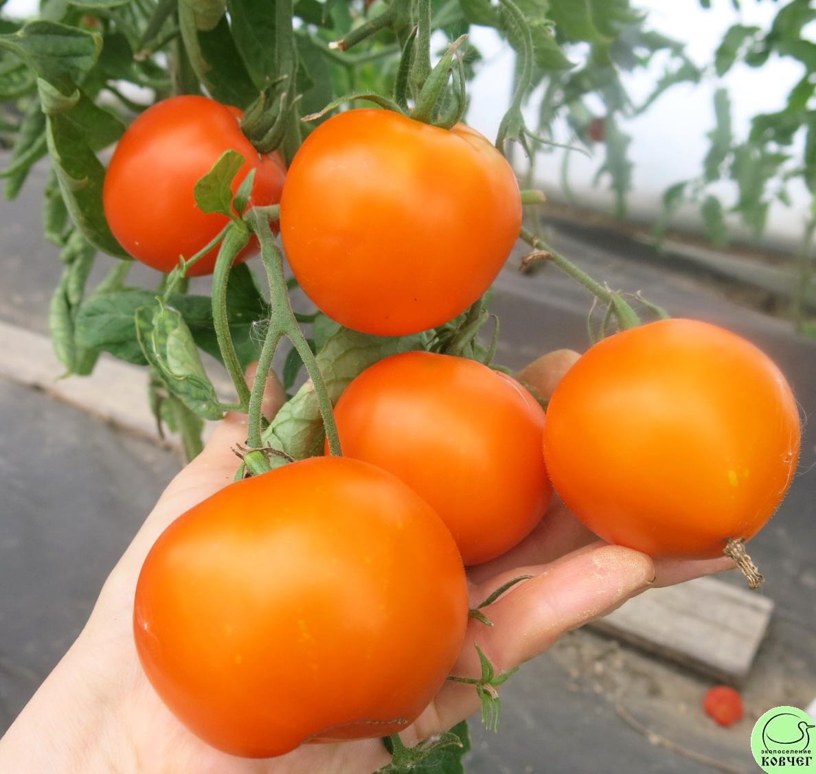 41 Оранжевое чудо (16) 2024г. Семена томата Оранжевое чудо