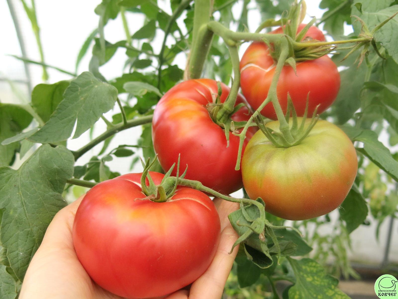 47 Томат староверов (15) 2023г. Семена томата Томат староверов