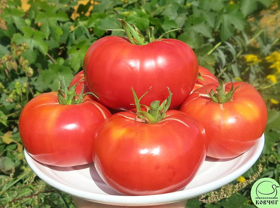 47 Томат староверов (3) 2023г. Семена томата Томат староверов