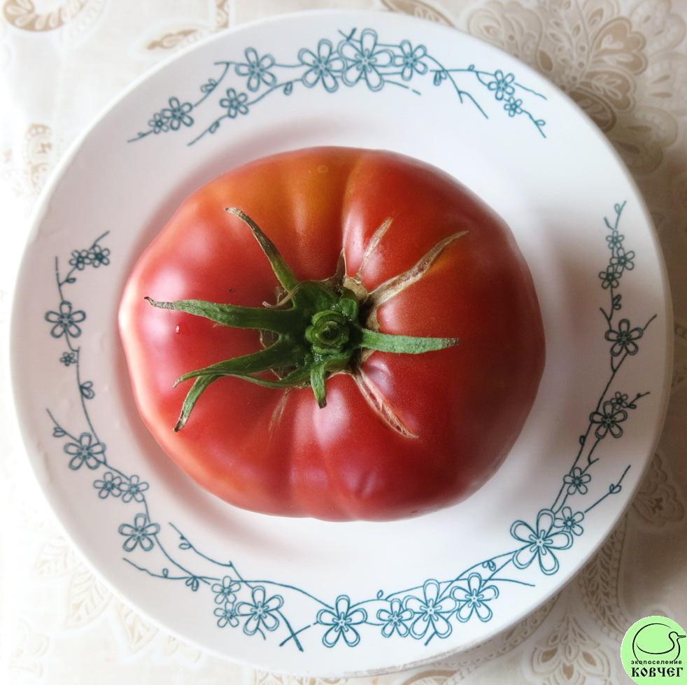 47 Томат староверов 2023г. Семена томата Томат староверов