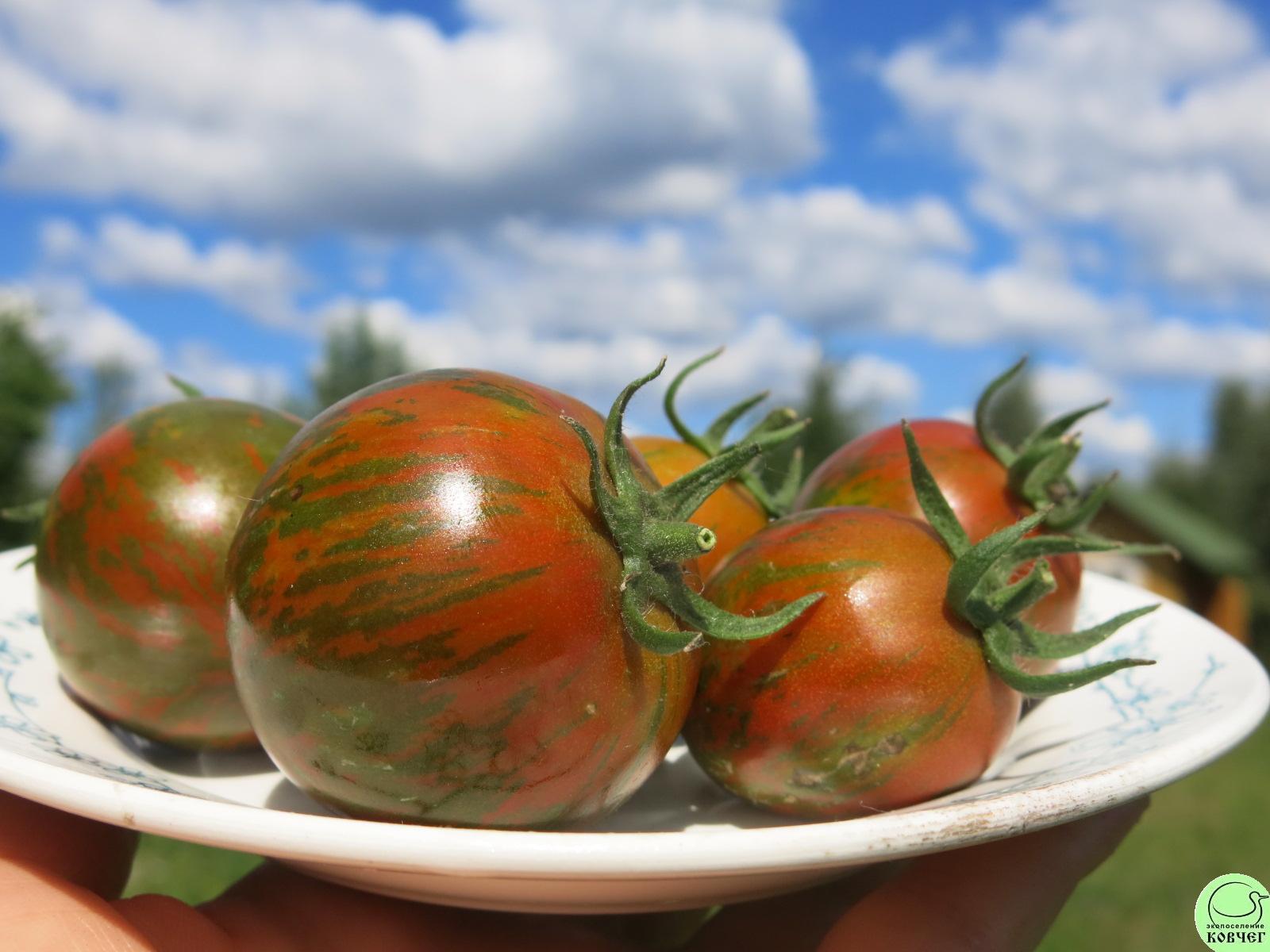 50 Чёрная зебра (12) 2018г. Семена томата Чёрная зебра