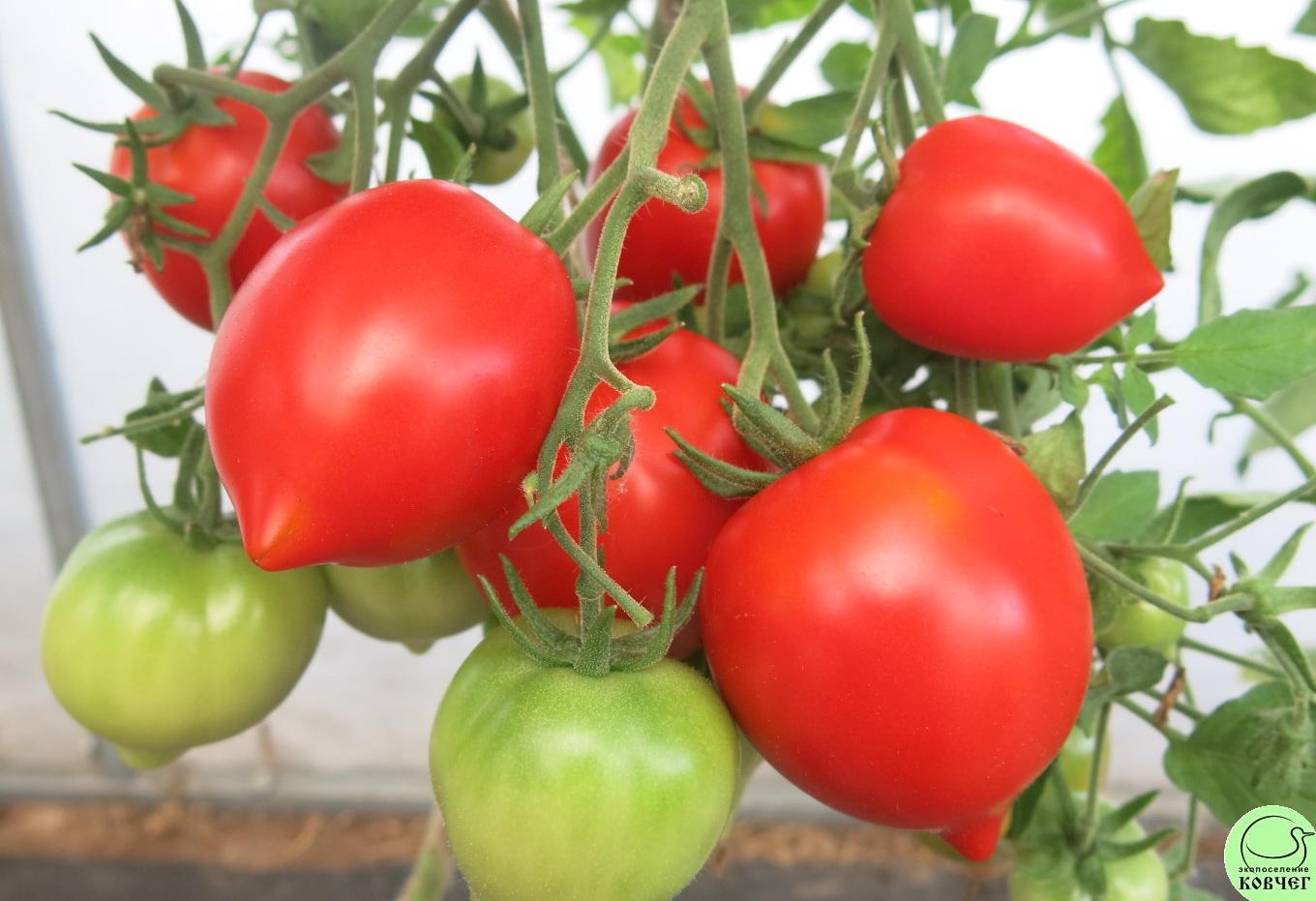 52 Юбилейный Тарасенко (11) 2022г. Семена томата Юбилейный Тарасенко