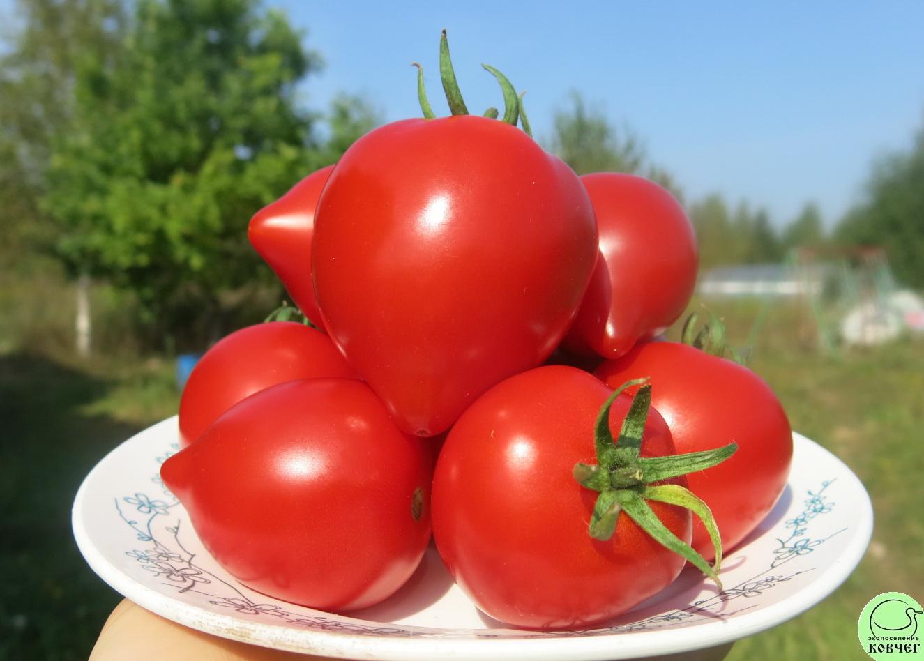 52 Юбилейный Тарасенко (4) 2022г. Семена томата Юбилейный Тарасенко