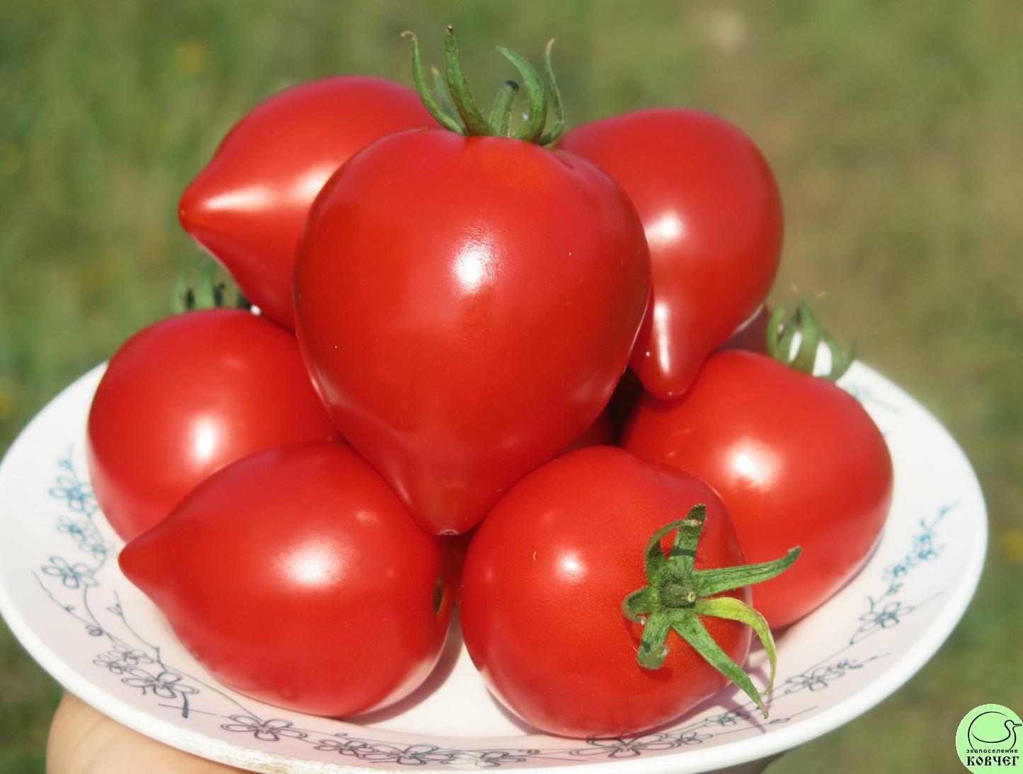 52 Юбилейный Тарасенко (6) 2022г. Семена томата Юбилейный Тарасенко