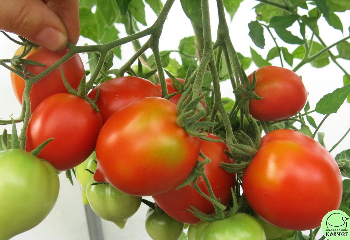 52 Юбилейный Тарасенко (9) 2022г. Семена томата Юбилейный Тарасенко