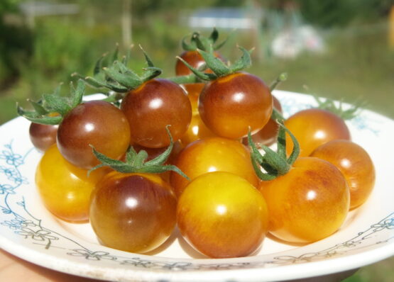 Семена томата Золотые ягоды