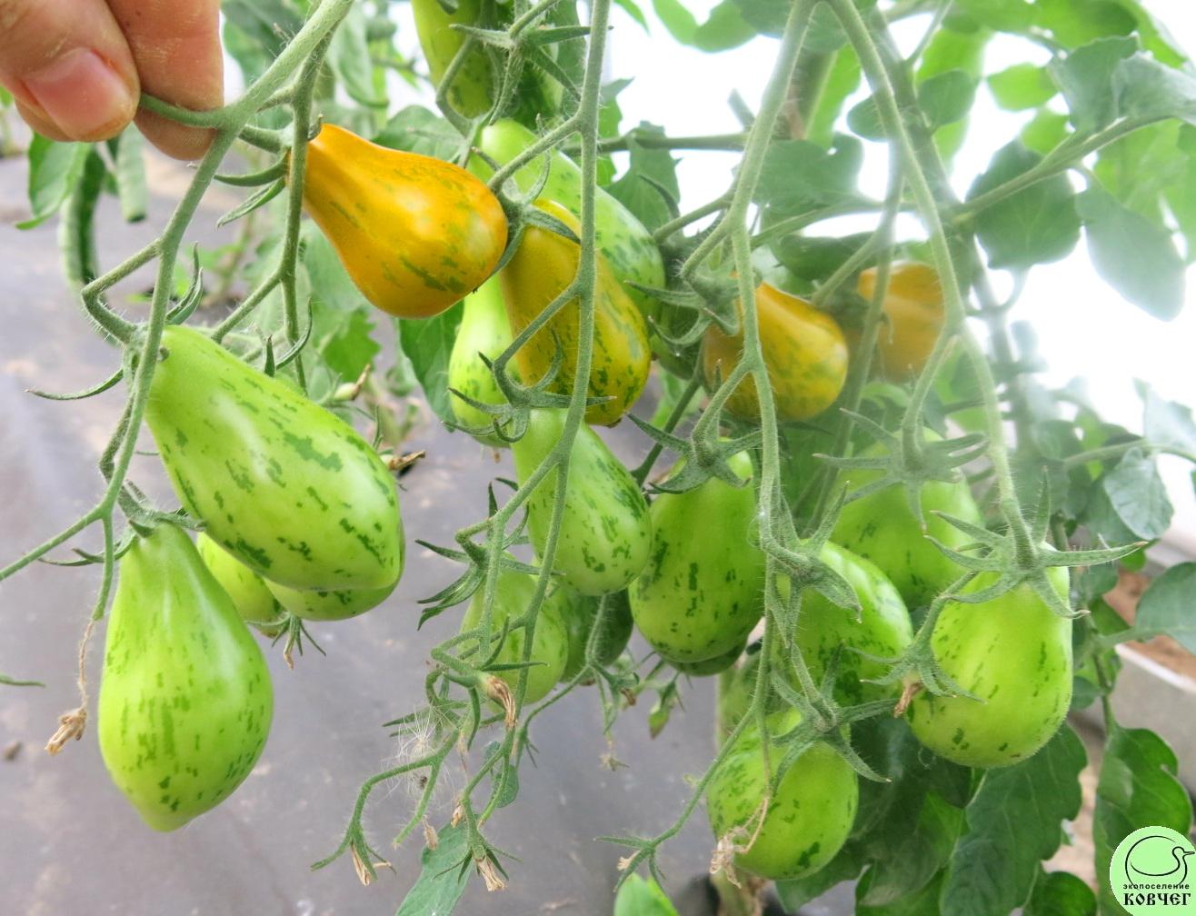 61 Майкл Поллан (11) 2025г. Семена томата Майкл Поллан