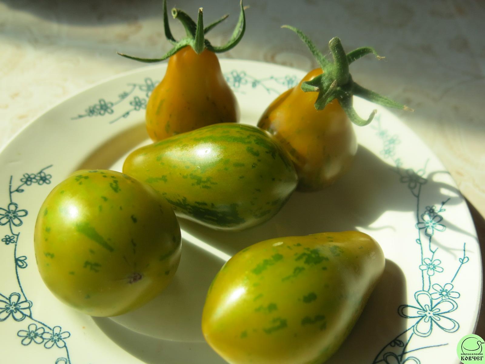 61 Майкл Поллан (2) 2025г. Семена томата Майкл Поллан