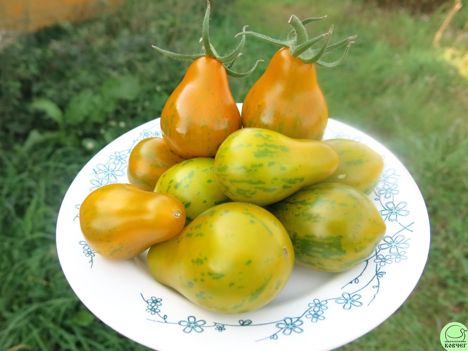 61 Майкл Поллан (5) 2025г. Семена томата Майкл Поллан