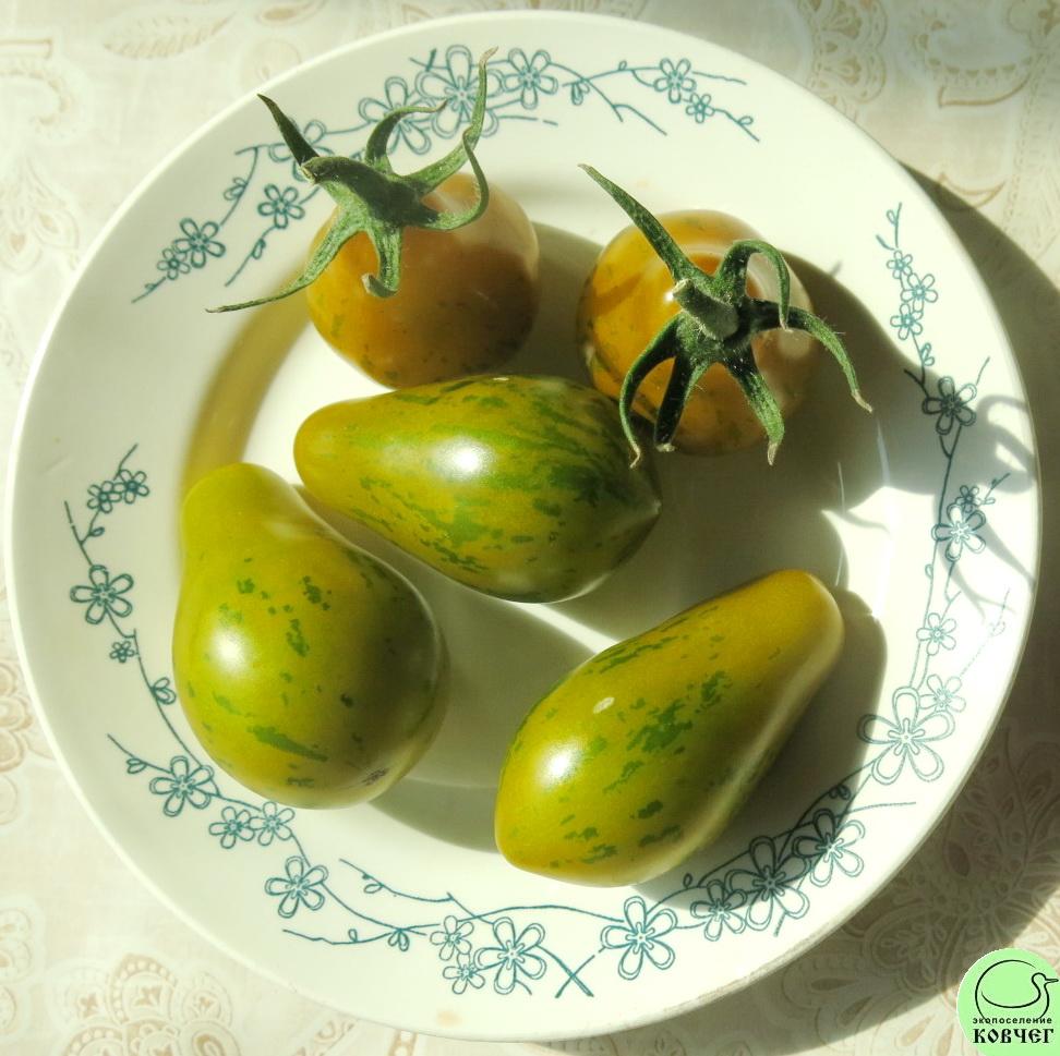 61 Майкл Поллан 2025г. Семена томата Майкл Поллан