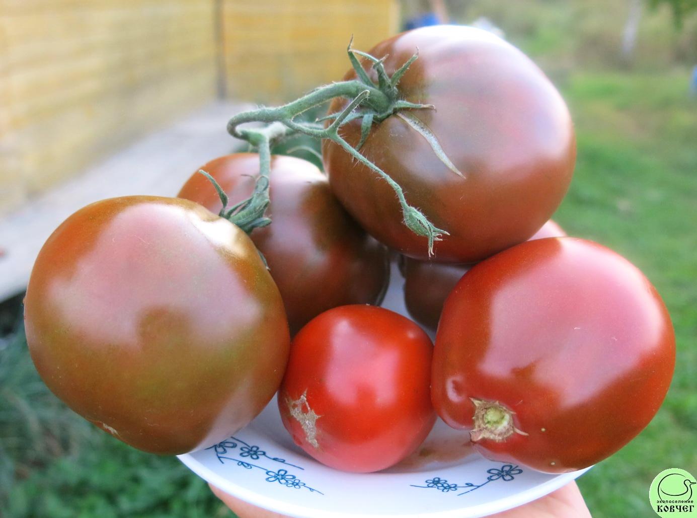 65 Чёрный трюфель японский (5) 2018г. Семена томата Чёрный трюфель японский