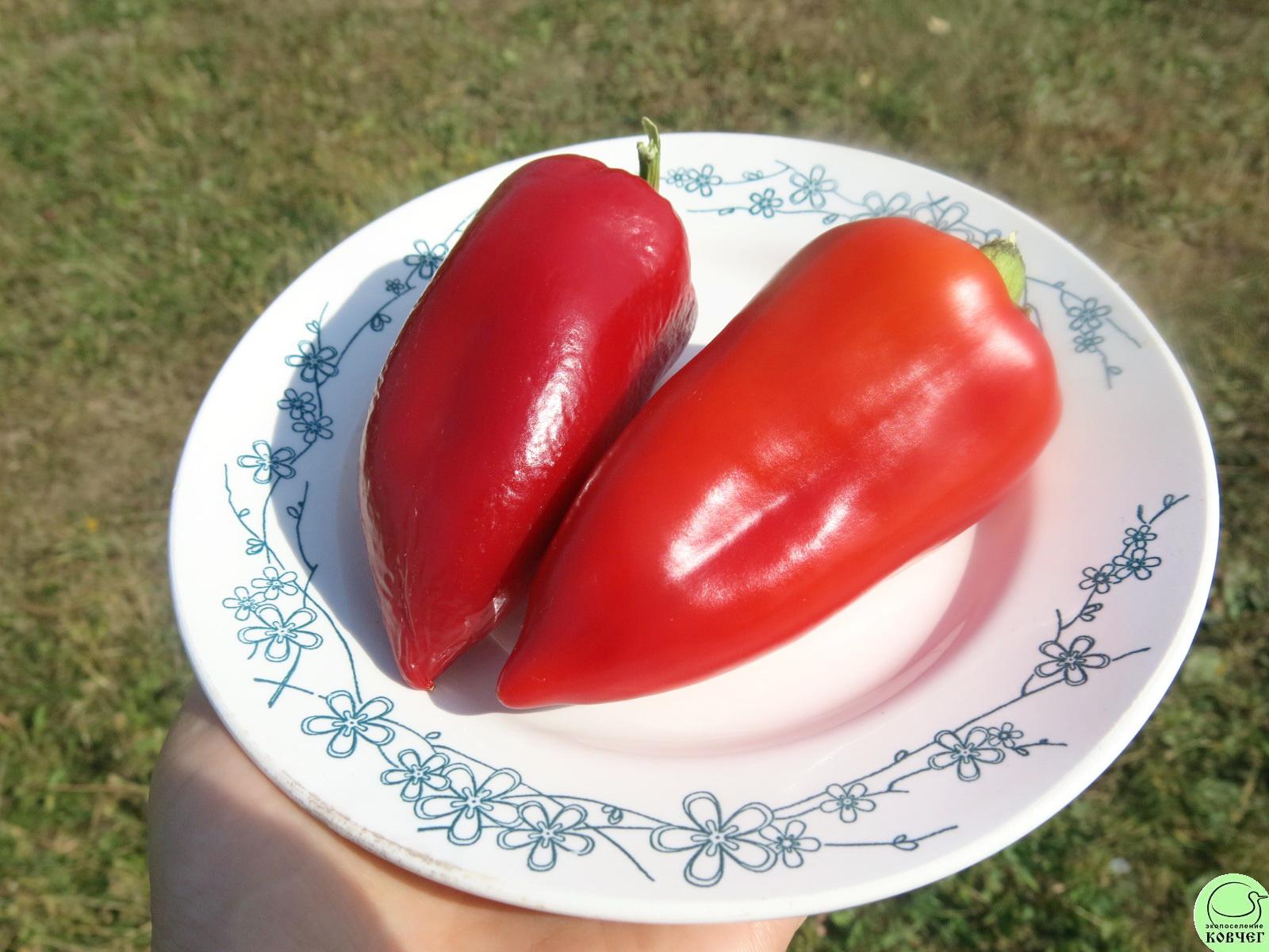 П Ю2 Винни-пух (4) 2022г. Семена перца сладкого Винни-пух (от Юли)