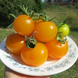 Семена томата Сластёна (от Юли)