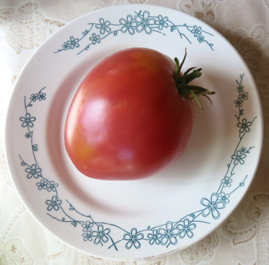 Семена томата Бычье сердце (от Юли)