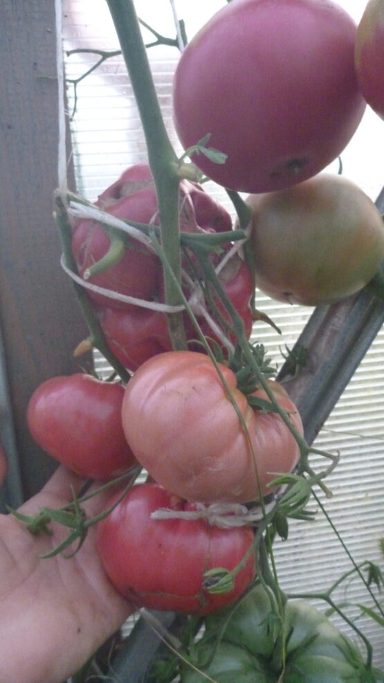 Семена томата Джери немецкий розовый