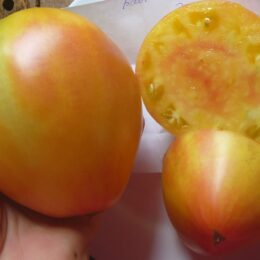 Семена томата Бабушки Виней жёлто-розовый