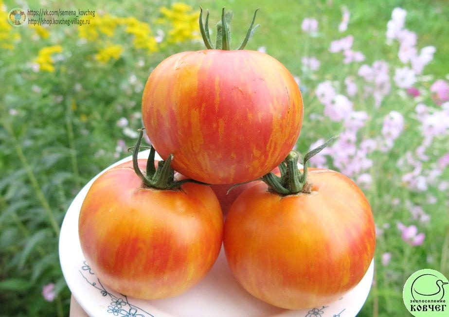 13. Жёлтый полосатый кабан (10)_1 2019г. Семена томата Жёлтый полосатый кабан